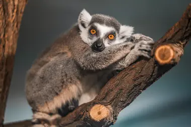 Zoo Ústí nad Labem - Nevinné oběti